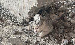 Şanlıurfa’da beton kalıbına sıkışan yavru kedi kurtarıldı