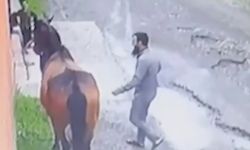 Satılan at, 10 km kat edip İnguşetya'da Müslüman sahibine geri döndü