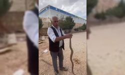 Tavuklarını yediğini iddia ettiği yılanı yakalayıp sosyal medyada paylaştı