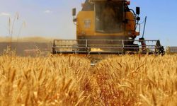 TMO, buğday ve arpa alımlarını başlatıyor