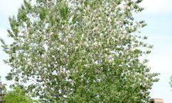  Uzman doktordan polen alerjisine karşı uyarı!