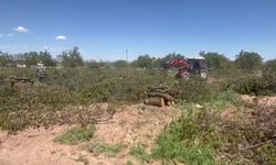 Zirai dondan etkilenen kayısı ağaçları odun fiyatına satılıyor  