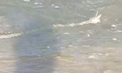 Ağrı'da çift boynuzlu yılan görüldü