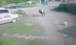 Ağrı'da firari dana şeker toplayan çocukları korkuttu