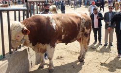 Arife gününde tonluk hayvanlar görücüye çıktı 