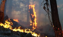Balıkesir'de orman yangını