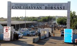 Besiciler: Kurbanlıklarda bu yıl fiyat aynı ama talep yok