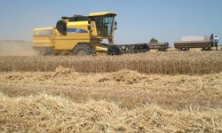 Biçerdöverler için zorunlu yangın tedbiri: Tedbirler alınmadan hasat yapılamayacak