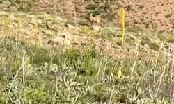 Bingöl'de dağ keçisi çobanlara eşlik etti