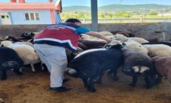 Bingöl'de kurban denetimleri devam ediyor