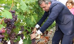 Çukurova Üniversitesinde topraksız kültürde üzüm ve maviyemiş hasadı 