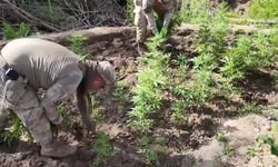 Diyarbakır’da 12 milyon 389 bin adet kök kenevir ele geçirildi