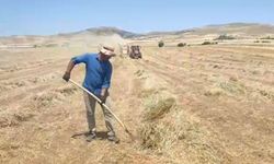 Elazığ Ovası’nda 2025 yılı fiğ hasadı başladı