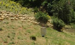 Elektrik ve su sorunu küçükbaş hayvan üreticilerini bezdirdi