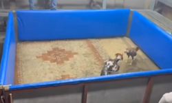 Kahvehanede horoz dövüşüne polis baskını