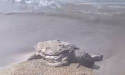 Karataş’ta balıkçı ağına takıldığı düşünülen Caretta Caretta ölü halde bulundu