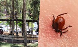 Kırım Kongo Kanamalı Ateşi’ne karşı dikkat edilmesi gerekenler?
