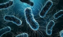 Lejyoner hastalığına karşı özellikle klima bakımını ihmal etmeyin!