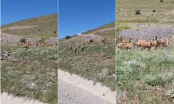 Malatya'da dağ keçileri sürü halinde görüntülendi