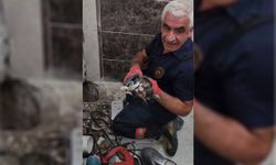 Malatya'da gider borusuna düşen yavru kedi bir saatlik çalışmayla kurtarıldı