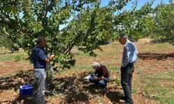 Malatya'da kayısı bahçelerinde şarka hastalığına karşı sürvey çalışması yapıldı