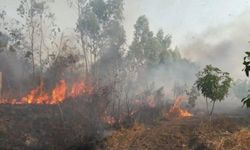 Mangal, her yıl yüzlerce hektar ormanı kül ediyor!