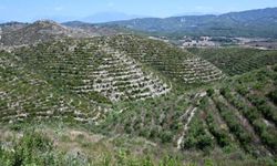 Osmaniye'de ormanlara giriş yasağı