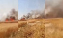 Şanlıurfa'da 170 dönümlük buğday tarlasında yangın