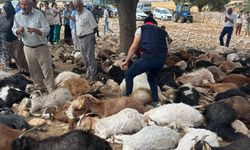 Şırnak'ta yaklaşık 100 küçükbaş, yıldırım düşmesi sonucu telef oldu