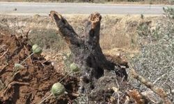 Siyonist yerleşimci çeteler, Filistinlilerin arazilerini tahrip etmeye devam ediyor