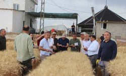 “Tarla Günü” etkinliğinde kuraklığa dayanıklı buğday tanıtıldı
