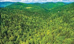 Türkiye’nin orman alanı 23,4 milyon hektara yükseldi