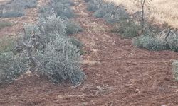 Yahudiler ekini ve nesli ifsad etmeyi sürdürüyor