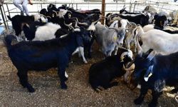 Yeşilyurt Belediyesi 41 noktada kurban satış ve kesim yeri belirledi