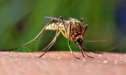 Yunanistan'da Batı Nil virüsü uyarısı