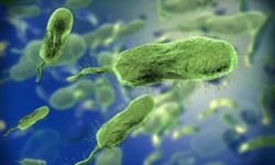 ABD'de et yiyen bakteri nedeniyle 4 ölüm kayıtlara geçti