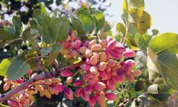 Antep fıstığı lisanslı depo yeni hasat sezonuna hazır