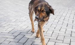 Başıboş köpekler vatandaşı tedirgin ediyor: Can güvenliğimiz tehlikede