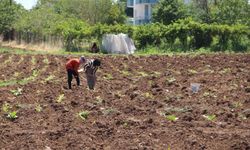 Batman'da kavurucu sıcakta tütün mesaisi: Ekmek parası için çalışıyoruz