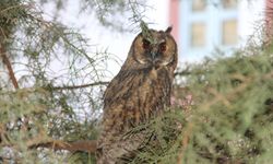 Batman'da kulaklı orman baykuşları, mahalle halkını uykusuz bırakıyor