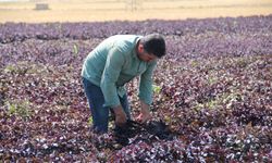 Batman'da mor reyhanın ilk hasadı yapıldı