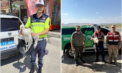 Batman'da yaralı leylek tedavi altına alındı