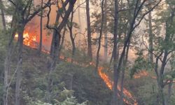 Bayırbucak'ta orman yangınları devam ediyor