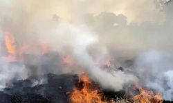 Bilecik'te orman yangını