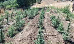 Bingöl’de 4 bin 314 kök kenevir ele geçirildi