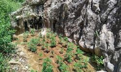 Bingöl’de 843 kök kenevir ele geçirildi