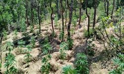 Bingöl’de yaklaşık 6 bin kök kenevir ele geçirildi