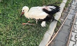 Bingöl’ün Karlıova ilçesinde yaralı leylek bulundu