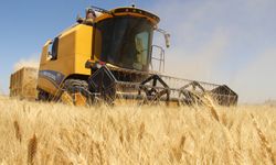 Buğday hasadı devam ediyor: Çiftçi memnun