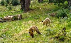 Bursa'da fotokapan anne ve yavru tilkiyi görüntüledi